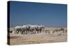 A Group of Bull Elephants, Springbok and Oryx at a Watering Hole-Alex Saberi-Stretched Canvas