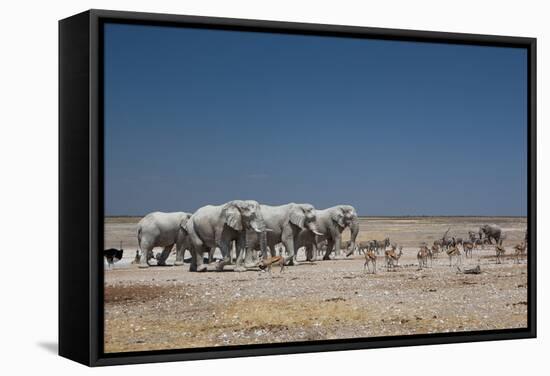 A Group of Bull Elephants, Springbok and Oryx at a Watering Hole-Alex Saberi-Framed Stretched Canvas