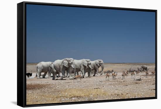 A Group of Bull Elephants, Springbok and Oryx at a Watering Hole-Alex Saberi-Framed Stretched Canvas