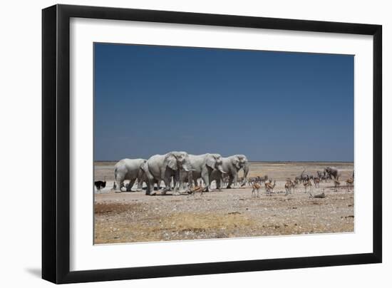 A Group of Bull Elephants, Springbok and Oryx at a Watering Hole-Alex Saberi-Framed Photographic Print