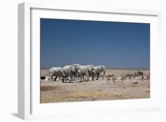 A Group of Bull Elephants, Springbok and Oryx at a Watering Hole-Alex Saberi-Framed Photographic Print