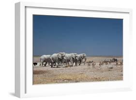 A Group of Bull Elephants, Springbok and Oryx at a Watering Hole-Alex Saberi-Framed Photographic Print