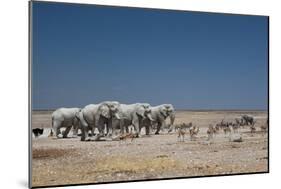 A Group of Bull Elephants, Springbok and Oryx at a Watering Hole-Alex Saberi-Mounted Photographic Print