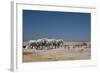 A Group of Bull Elephants, Springbok and Oryx at a Watering Hole-Alex Saberi-Framed Photographic Print