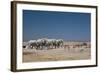 A Group of Bull Elephants, Springbok and Oryx at a Watering Hole-Alex Saberi-Framed Photographic Print