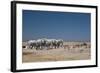 A Group of Bull Elephants, Springbok and Oryx at a Watering Hole-Alex Saberi-Framed Photographic Print