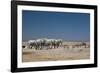 A Group of Bull Elephants, Springbok and Oryx at a Watering Hole-Alex Saberi-Framed Photographic Print