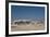 A Group of Bull Elephants, Springbok and Oryx at a Watering Hole-Alex Saberi-Framed Photographic Print