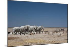 A Group of Bull Elephants, Springbok and Oryx at a Watering Hole-Alex Saberi-Mounted Photographic Print