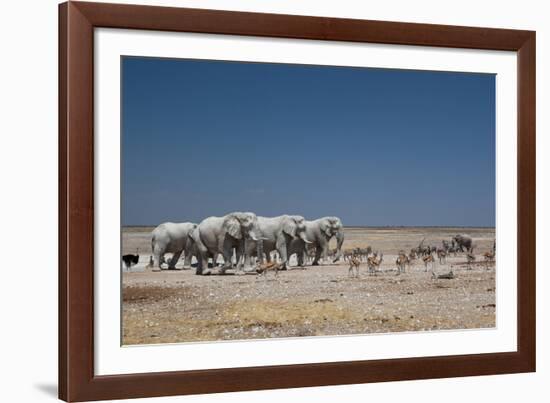 A Group of Bull Elephants, Springbok and Oryx at a Watering Hole-Alex Saberi-Framed Photographic Print