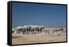 A Group of Bull Elephants, Springbok and Oryx at a Watering Hole-Alex Saberi-Framed Stretched Canvas