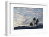 A Group of California Fan Palms with Mountains, Clouds and Sky Beyond-Timothy Hearsum-Framed Photographic Print