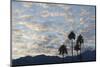 A Group of California Fan Palms with Mountains, Clouds and Sky Beyond-Timothy Hearsum-Mounted Photographic Print