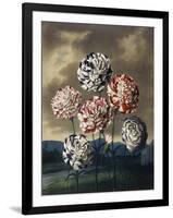 A Group of Carnations-null-Framed Art Print