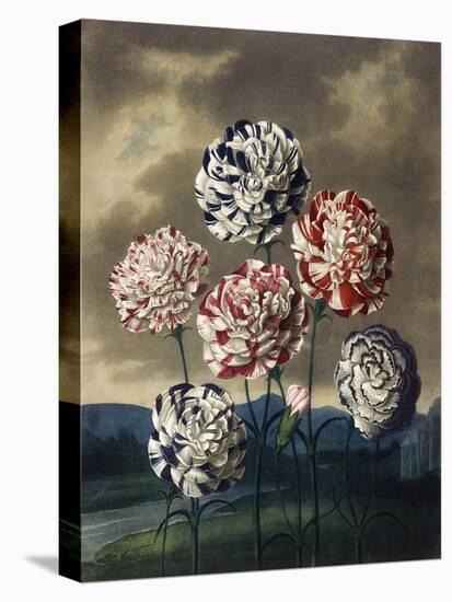 A Group of Carnations-null-Stretched Canvas