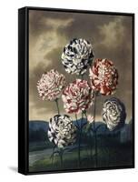 A Group of Carnations-null-Framed Stretched Canvas