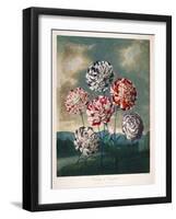 A Group of Carnations-null-Framed Giclee Print