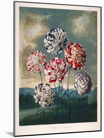 A Group of Carnations-null-Mounted Giclee Print