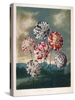A Group of Carnations-null-Stretched Canvas