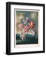 A Group of Carnations-null-Framed Giclee Print