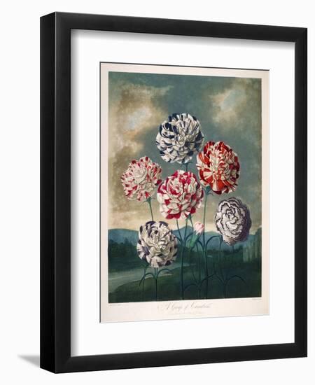 A Group of Carnations-null-Framed Giclee Print