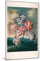 A Group Of Carnations-Trends International-Mounted Poster