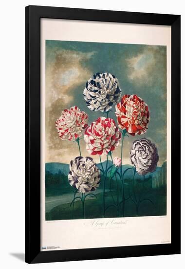 A Group Of Carnations-Trends International-Framed Poster