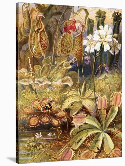 A Group of Carnivorous Plants, Illustration from 'Wonders of Land and Sea' by Graeme Williams-Theobald Carreras-Stretched Canvas