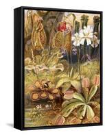 A Group of Carnivorous Plants, Illustration from 'Wonders of Land and Sea' by Graeme Williams-Theobald Carreras-Framed Stretched Canvas