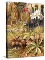 A Group of Carnivorous Plants, Illustration from 'Wonders of Land and Sea' by Graeme Williams-Theobald Carreras-Stretched Canvas