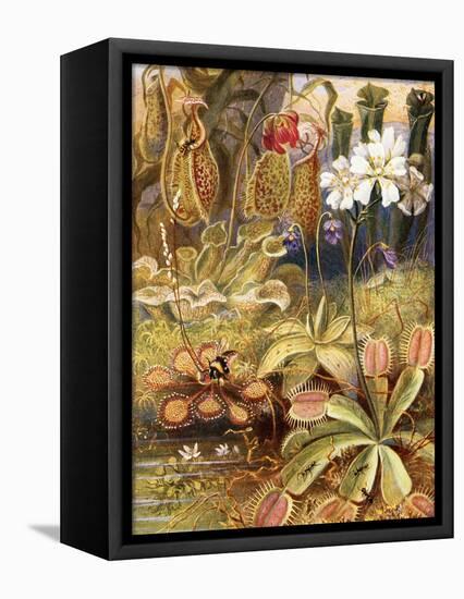 A Group of Carnivorous Plants, Illustration from 'Wonders of Land and Sea' by Graeme Williams-Theobald Carreras-Framed Stretched Canvas