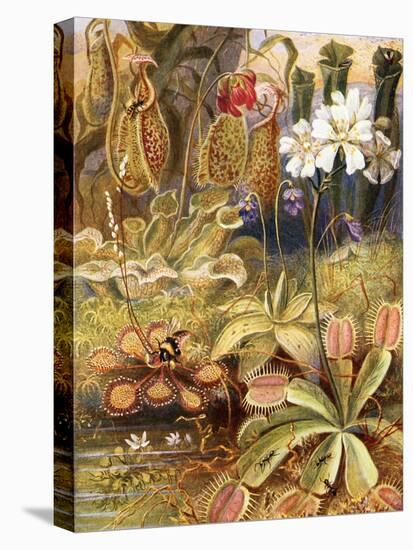 A Group of Carnivorous Plants, Illustration from 'Wonders of Land and Sea' by Graeme Williams-Theobald Carreras-Stretched Canvas