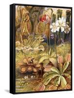 A Group of Carnivorous Plants, Illustration from 'Wonders of Land and Sea' by Graeme Williams-Theobald Carreras-Framed Stretched Canvas
