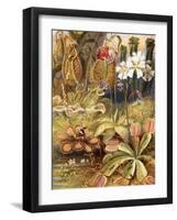 A Group of Carnivorous Plants, Illustration from 'Wonders of Land and Sea' by Graeme Williams-Theobald Carreras-Framed Giclee Print