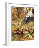 A Group of Carnivorous Plants, Illustration from 'Wonders of Land and Sea' by Graeme Williams-Theobald Carreras-Framed Giclee Print