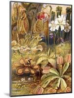 A Group of Carnivorous Plants, Illustration from 'Wonders of Land and Sea' by Graeme Williams-Theobald Carreras-Mounted Premium Giclee Print