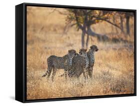A Group of Cheetah on the Lookout for a Nearby Leopard in Namibia's Etosha National Park-Alex Saberi-Framed Stretched Canvas
