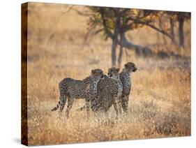 A Group of Cheetah on the Lookout for a Nearby Leopard in Namibia's Etosha National Park-Alex Saberi-Stretched Canvas