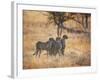 A Group of Cheetah on the Lookout for a Nearby Leopard in Namibia's Etosha National Park-Alex Saberi-Framed Photographic Print