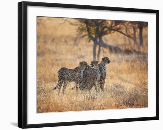 A Group of Cheetah on the Lookout for a Nearby Leopard in Namibia's Etosha National Park-Alex Saberi-Framed Photographic Print