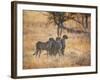 A Group of Cheetah on the Lookout for a Nearby Leopard in Namibia's Etosha National Park-Alex Saberi-Framed Photographic Print