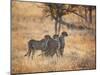 A Group of Cheetah on the Lookout for a Nearby Leopard in Namibia's Etosha National Park-Alex Saberi-Mounted Premium Photographic Print