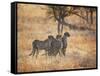 A Group of Cheetah on the Lookout for a Nearby Leopard in Namibia's Etosha National Park-Alex Saberi-Framed Stretched Canvas