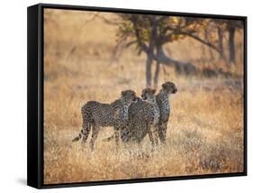 A Group of Cheetah on the Lookout for a Nearby Leopard in Namibia's Etosha National Park-Alex Saberi-Framed Stretched Canvas