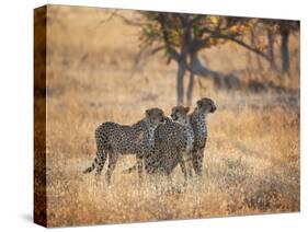 A Group of Cheetah on the Lookout for a Nearby Leopard in Namibia's Etosha National Park-Alex Saberi-Stretched Canvas