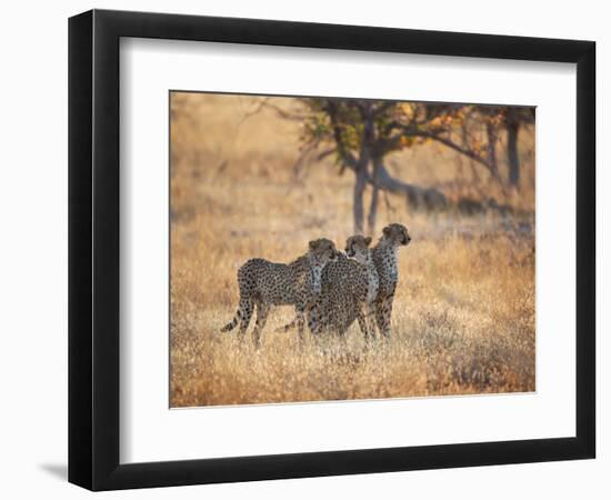 A Group of Cheetah on the Lookout for a Nearby Leopard in Namibia's Etosha National Park-Alex Saberi-Framed Photographic Print