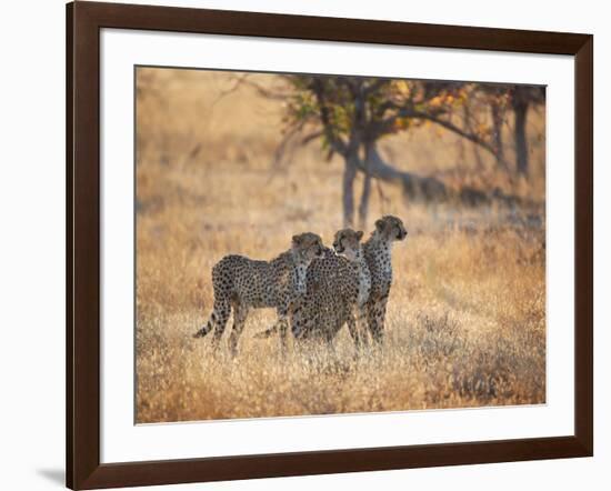 A Group of Cheetah on the Lookout for a Nearby Leopard in Namibia's Etosha National Park-Alex Saberi-Framed Photographic Print