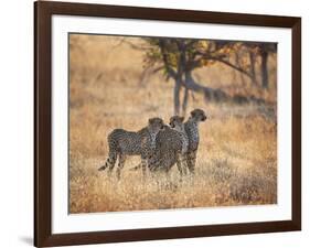 A Group of Cheetah on the Lookout for a Nearby Leopard in Namibia's Etosha National Park-Alex Saberi-Framed Photographic Print