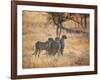 A Group of Cheetah on the Lookout for a Nearby Leopard in Namibia's Etosha National Park-Alex Saberi-Framed Photographic Print