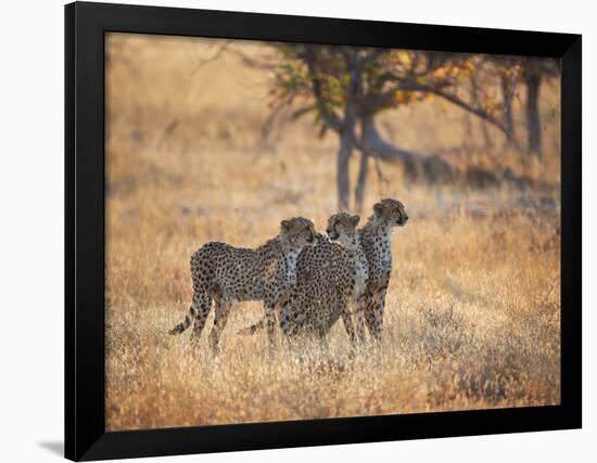 A Group of Cheetah on the Lookout for a Nearby Leopard in Namibia's Etosha National Park-Alex Saberi-Framed Photographic Print